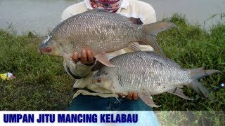 7 Umpan Mancing Ikan Hara Kelabau Paling Ampuh [upl. by Im]