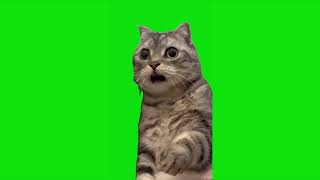 Shocked Cat Meme Green Screen  Chroma Key Template  4K [upl. by Gabbie]