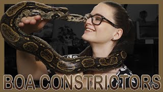 THE BASICS OF BOA CONSTRICTORS [upl. by Lacefield982]