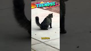 Este gato y este ratón son como Tom y Jerry  TrendysEspañol animalitos shorts michis [upl. by Haridan]