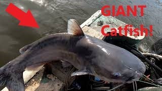 In search of GIANT Catfish [upl. by Gabie]