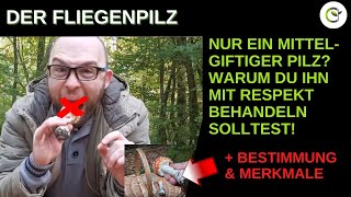 Der Fliegenpilz  Wirklich so giftig  Die Wirkung und Inhaltsstoffe des Amanita muscaria [upl. by Eninaj]