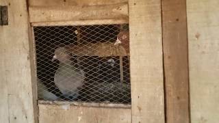 Releasing Rock Pigeons From A Small Dovecote [upl. by Annaerda998]