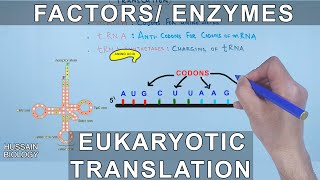 Enzymes and Factors in Eukaryotic Translation [upl. by Meehyr24]