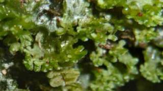 mosses amp liverworts [upl. by Gennie]