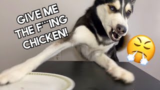 Dog Reviews Food  THROWS Plate Off The Table [upl. by Mencher]