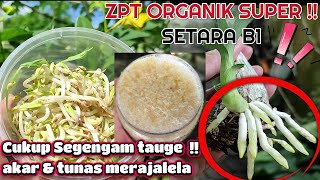 RAHASIA JITU BUAT ZPT TAUGE PERANGSANG TUMBUH AKAR amp TUNAS TANAMAN BEST ORGANIC FERTILIZER [upl. by Aleunam889]