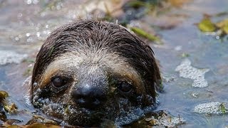 CRAZY SWIMMING SLOTHS  Does a Sloth Sink or Swim [upl. by Ittak]