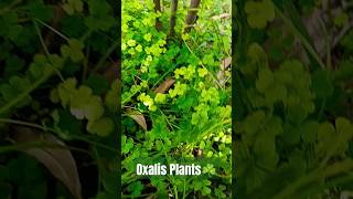 Oxalis Plants☘️ shorts ytstudio kamleshsangwan [upl. by Adabelle]