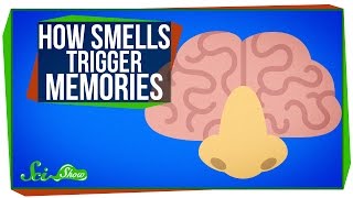 How Smells Trigger Memories [upl. by Janus]