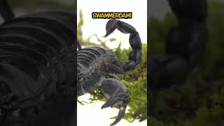 ¿CUÁL ES EL ALACRÁN MÁS GRANDE preguntadeldia animales alacranes datoscuriosos sabiasque [upl. by Delaine]