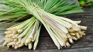 How To Grow Lemongrass [upl. by Bridgette859]