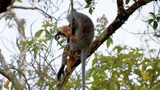 Orange Baby Silvered Leaf Monkeys Brunei [upl. by Kelleher973]