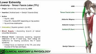 Tensor Fascia Latae TFL  Clinical Anatomy amp Physiology [upl. by Sardella]