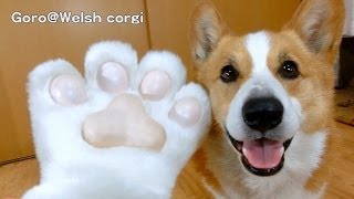 にゃんこグローブでコーギーをモフってみた  paw of cat glove 20140410 GoroWelsh corgi [upl. by Vullo]