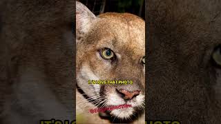 P22 The Hollywood Mountain Lions Journey and Legacy  Joe Rogan [upl. by O'Donovan]