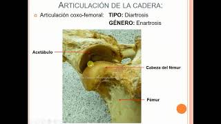 Articulación coxofemoral del equino [upl. by Anna]