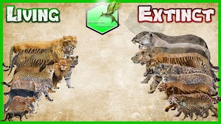 Big Cats Size Comparison LİVİNG EXTİNCT [upl. by Favian742]