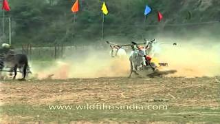 Bullock cart racing obsession in Rural Punjab  The Best of India [upl. by Qifahs772]