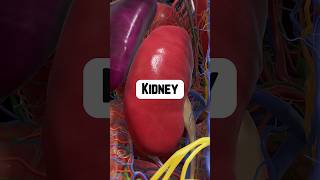 Why Are the Kidneys So Important  healthtips kidneyhealth [upl. by Zsolway397]