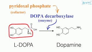 pyridoxal phosphate English  Medical terminology for medical students [upl. by Christensen819]