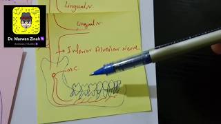 trigeminal nerve and branches [upl. by Widera]