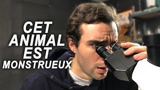 CET ANIMAL EST MONSTRUEUX [upl. by Attenyl]