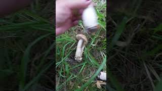 Fresh mushrooms from Finnish forest 31 [upl. by Adim]