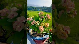 Crown of Thorns Euphorbia milii Beautifully Blomming shorts ytshorts gardening [upl. by Simmonds899]