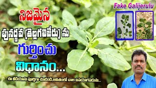 నిజమైన పునర్నవ తెల్లగలిజేరును గుర్తించు విధానంoriginal PunarnavaTellagalijeru In Telugu Videos [upl. by Kelsy150]