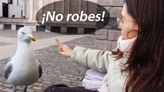 Dublín  Vlog 1 parte 1 [upl. by Ynnad892]