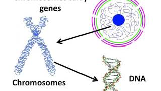 Biology  Cell nucleus chromosome and gene  English [upl. by Kristan]