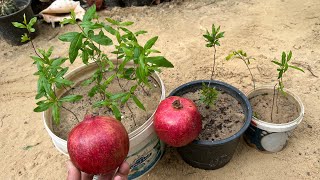 من بذور ثمرة رمان وحدة إزرع مئات الشتلات من أشجار الرمان المثمرة مجاناً وبدون أي مخسر 🌿🌱شاهد👌 [upl. by Aroel465]