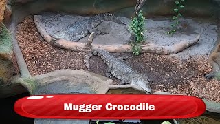 Mugger Crocodile  Krokodile Zoo Denmark [upl. by Egrog]