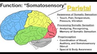 brain lobe functions mnemonic [upl. by Ainnek]