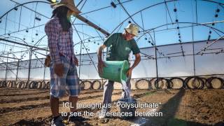 Increasing tomato crop profit with Polysulphate  a farmer’s experience from Israel [upl. by Nerrej]