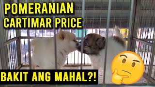 CARTIMAR PET SHOP DOG PRICE LIST POMERANIAN CARTIMAR PET CENTER DOG SHOP UPDATE 2021 [upl. by Varian]