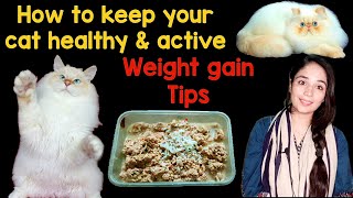 persian cat care  how to increase cat weight  Tips for happy and healthy cat  Dr hira saeed [upl. by Guttery]