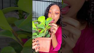 VEGANA🥰❤️ funny mukbang food youtubeshorts youtubevideos like humor comedy funnyshorts [upl. by Aivilo]