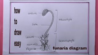 How To Draw Funaria DiagramFunaria Diagram Drawing [upl. by Yelehsa]