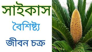 সাইকাস উদ্ভিদের বৈশিষ্ট্য  Cycas plant  Cycas life cycle  Biology Helpline [upl. by Aihtennek]