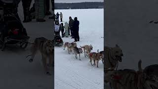 Iditarod 2024Dallas Seaveyiditarod mushing dogs doglover winter alaska travel explore fun [upl. by Nohsram]