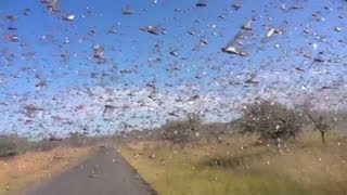 Watch locusts swarm in Madagascar [upl. by Nimajnab244]