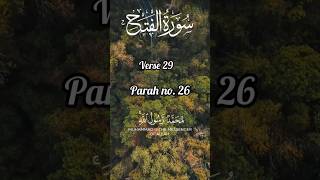 Surah Fatah Ayat 29 The Qualities of Prophet Muhammads Companions youtubeshorts [upl. by Frannie]