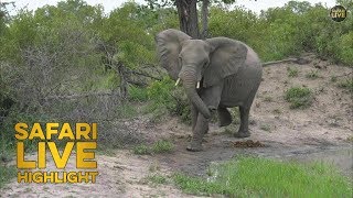 A Close Call in the Bush Elephant Stampede [upl. by Photima]