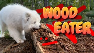 Samoyed Dog VS Chainsaw [upl. by Lebiralc]