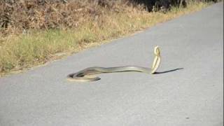 yılanların dansı dance of snakes balıkesir akçay TAHTAKUŞLAR KÖYÜ [upl. by Ataeb]