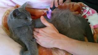 Furminator on Short Hair Russian Blue Cat In Action [upl. by Lea908]