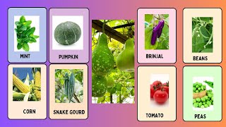 The Fascinating Names of Your Common Vegetables  2024 [upl. by Beora814]