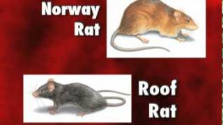 Diseases Carried by Rats and Mice  Orkin Pest Control [upl. by Wildee]